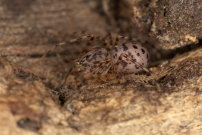 La Scytie ou l'Araigne cracheuse. Une femelle (Araneae - Scytodidae - Scytodes thoracica)